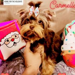 Carmella - Yorkshire Terrier