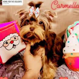 Carmella - Yorkshire Terrier