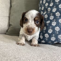 Dachshund Puppies from Southern Pearl Doxies