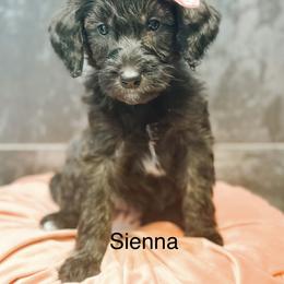 Sienna - Chocolate female Goldendoodle puppy in Pasco, Washington from Camp Doodle Woods