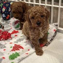 Sammy - Apricot male Poodle puppy in Franklin Park, Illinois from Windy City Majestic Toy Poodles