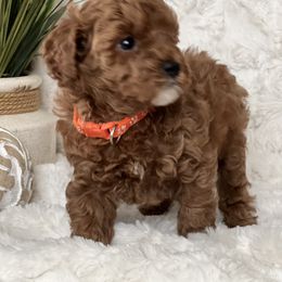 Poodle Puppies from Maria Sedano