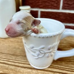 Goldendoodle and Poodle Puppies from SnickerDoodlePups