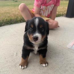 Rocky - Black tri male Miniature Australian Shepherd puppy in Sweeny, Texas from Peach Creek Minis