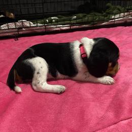 Girl 4 Pink - Black and white female Beagle puppy in Crestview, Florida from Alicia's Beagles