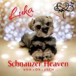 Luka AKC - Salt and pepper male Miniature Schnauzer puppy in Pelzer, South Carolina from Schnauzer Heaven Von Longbach