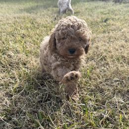 Rocky - Red male Cockapoo puppy in Mesa, Arizona from Goldenpaw Cockapoos