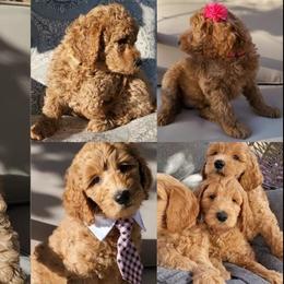 Goldendoodles from Texas Goldendoodles