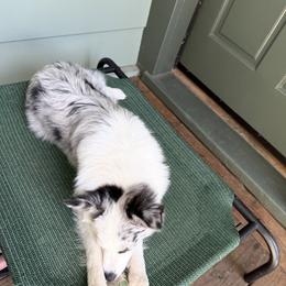 Border Collie, Miniature Australian Shepherd, and Pomeranian All Grown Up from Akins Aussies/Wild Rose Ranch