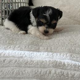 Maltipoo, Poodle, and Yorkipoo Puppies from Doodle Pups Fur-Ever