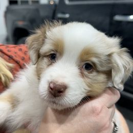 RMM1 - Australian Shepherd puppy from Lone Willow Aussies