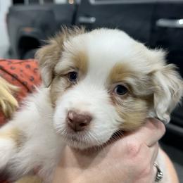 RMM1 - Australian Shepherd puppy from Lone Willow Aussies