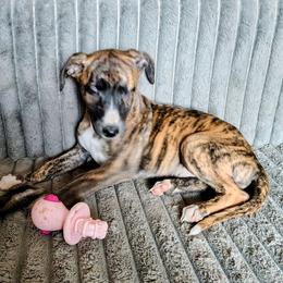 Rocket - Red brindle male Whippet puppy in Goldendale, Washington from Amulet Charm