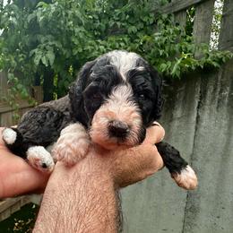 Black and white - Black and white male Bernedoodle puppy in Holt, Missouri from Mindys Doodles