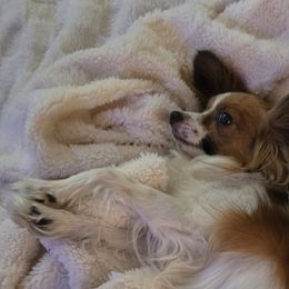 Papillons from Home Raised Papillon Puppies