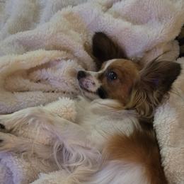 Papillons from Home Raised Papillon Puppies