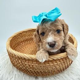 Sassy - Cream female Goldendoodle puppy in Connecticut from Gracie Doodle