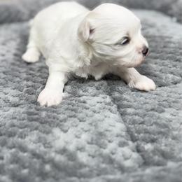Prada - White female Maltese puppy in Beebe, Arkansas from Cedar Hill Kennel