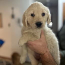 Navy Collar Male - Light golden male Golden Retriever puppy in Rainier, Washington from Hanson’s NW Goldens & Doodles