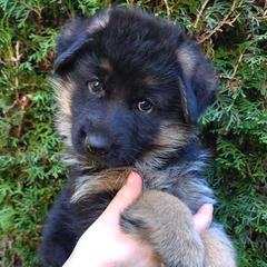 Female A - Black and red female German Shepherd puppy in Chehalis, Washington from Tannhauser German Shepherds