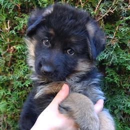 Female A - Black and red female German Shepherd puppy in Chehalis, Washington from Tannhauser German Shepherds