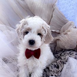 Goldendoodle, Maltipoo, and Poodle Puppies from Winchester Hills Poodles and Doodles