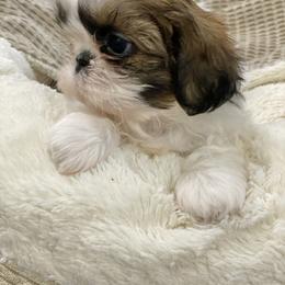 Shih Tzu Puppies from Willow Lane Shih Tzus