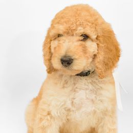 Poodle Puppies from DoodleHaven