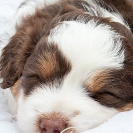 Aussiedoodles from Distinctive Doodle