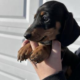 Black and Tan Female 2 CKC REGISTERED 2800 - Black and tan female Dachshund puppy in Blackstone, Virginia from Cheyenne's Dachshunds