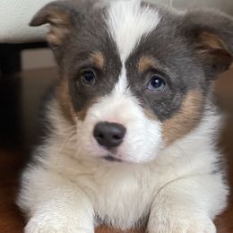 Reduced AKC Bluie male - Blue Pembroke Welsh Corgi puppy in Woodland, Washington from MB Acres Corgis