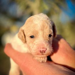Bunny - Parti female Poodle puppy in Peyton, Colorado from Fuzzybottoms Ranch LLC