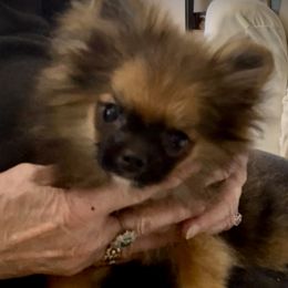 Companion Cross puppies from Heartland Pomeranians and Chihuahuas
