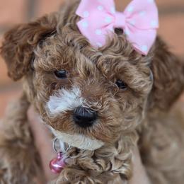 Sandy Pink Collar - Apricot female Goldendoodle puppy in Vernon, Texas from Sugarland's Texas Goldendoodles