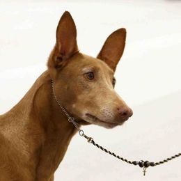Menza - Pharaoh Hound