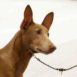 Menza - Pharaoh Hound