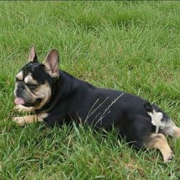 Vincent - Black and tan male French Bulldog puppy in Graham, Washington from Olivia's Miniature Schnauzer's and French Bulldogs