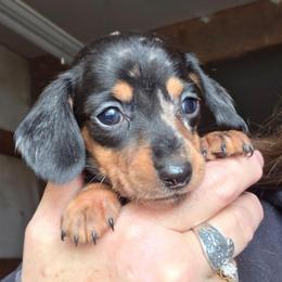 Black and tan dapple smooth girl more black - Dapple female Dachshund puppy in Caldwell, Idaho from Dozendachs