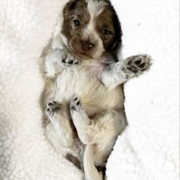 Daisy - choc merle roan - Merle female Australian Labradoodle puppy in Wamego, Kansas from Doodles of Oz