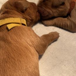 Girl 4 - female Golden Retriever puppy in Ephrata, Pennsylvania from Goldens Retreat