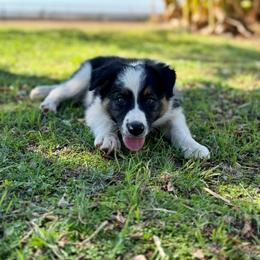 Boy 4 - Tri-color male Border Collie puppy in Oroville, California from Coalcyn Kennels
