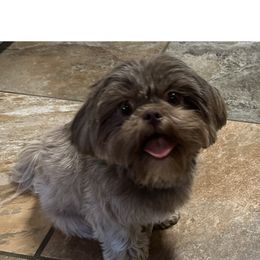 Bernedoodle, Goldendoodle, and Shih Tzu All Grown Up from TrueLine kennels