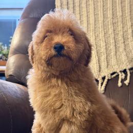 Girl 1 - Apricot female Goldendoodle puppy in Haleyville, Alabama from Susan’s Prefurred Doodles