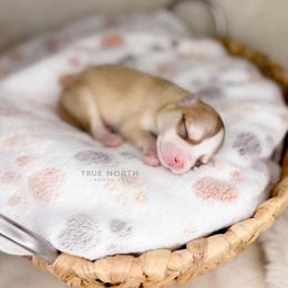 Amber - Red and white female Pomsky puppy in Olathe, Kansas from True North Pomskies