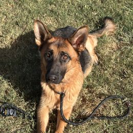 Ruby - German Shepherd