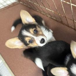 Boy 2 - Sable male Pembroke Welsh Corgi puppy in Sacramento, California from 777 Corgis