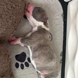 Boy 1 - Blue brindle male Whippet puppy in Katy, Texas from Texas Diamond Whippets