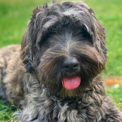 Australian Labradoodles and Goldendoodles from Four Paws Labradoodles