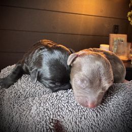 Maltipoo Puppies from Boujee Life Depot