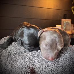 Maltipoo Puppies from Boujee Life Depot
